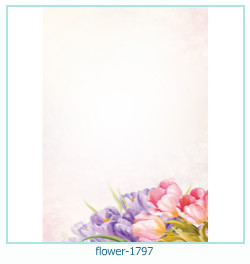 fiore Cornice 1797