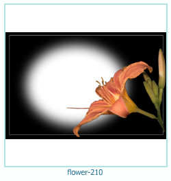 fiore cornice 210