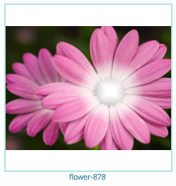 fiore Cornice 878