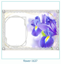 fiore Cornice 1637